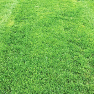 Turf Grass